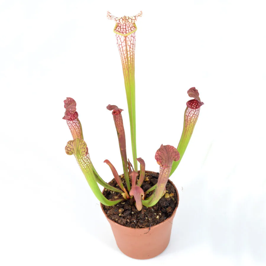 Sarracenia areolata {Very colorful clone, snow white flower (Hans Luhrs), Rogier van Loenen SH07} SX83 x 'Dunes' DFH25 - immagine 2