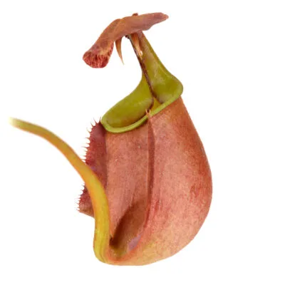 Nepenthes bicalcarata