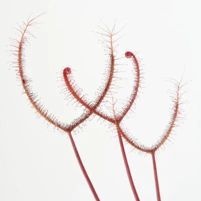 Drosera binata "Dark Red Form"