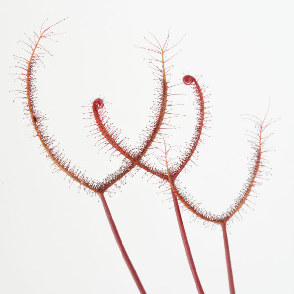 Drosera binata "Dark Red Form"