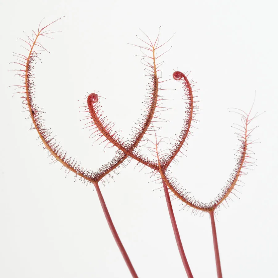 Drosera binata "Dark Red Form"