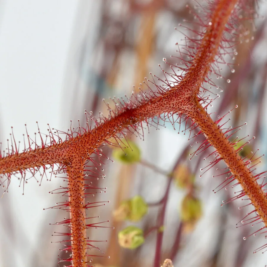 Drosera binata "Dark Red Form"