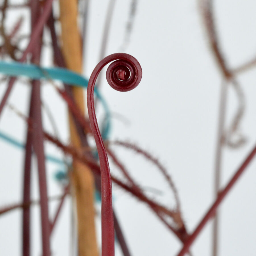 Drosera binata "Dark Red Form"
