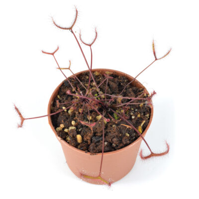 Drosera binata "Dark Red Form"