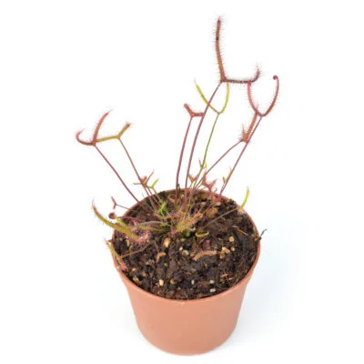 Drosera binata "Dark Red Form"