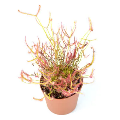 Sonnentau [Drosera] mit langen, klebrigen Fallen