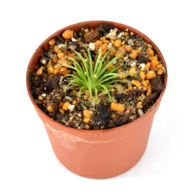 Drosera broomensis [Cape Leveque, Western Australia] x derbyensis [Derby-Gibb River Rd, Western Australia]