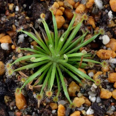 Drosera broomensis [Cape Leveque, Western Australia] x derbyensis [Derby-Gibb River Rd, Western Australia]