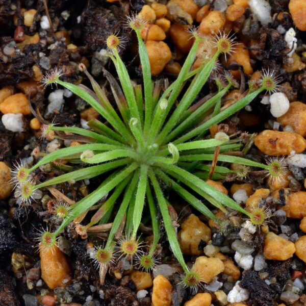 Drosera broomensis [Cape Leveque, Western Australia] x derbyensis [Derby-Gibb River Rd, Western Australia]