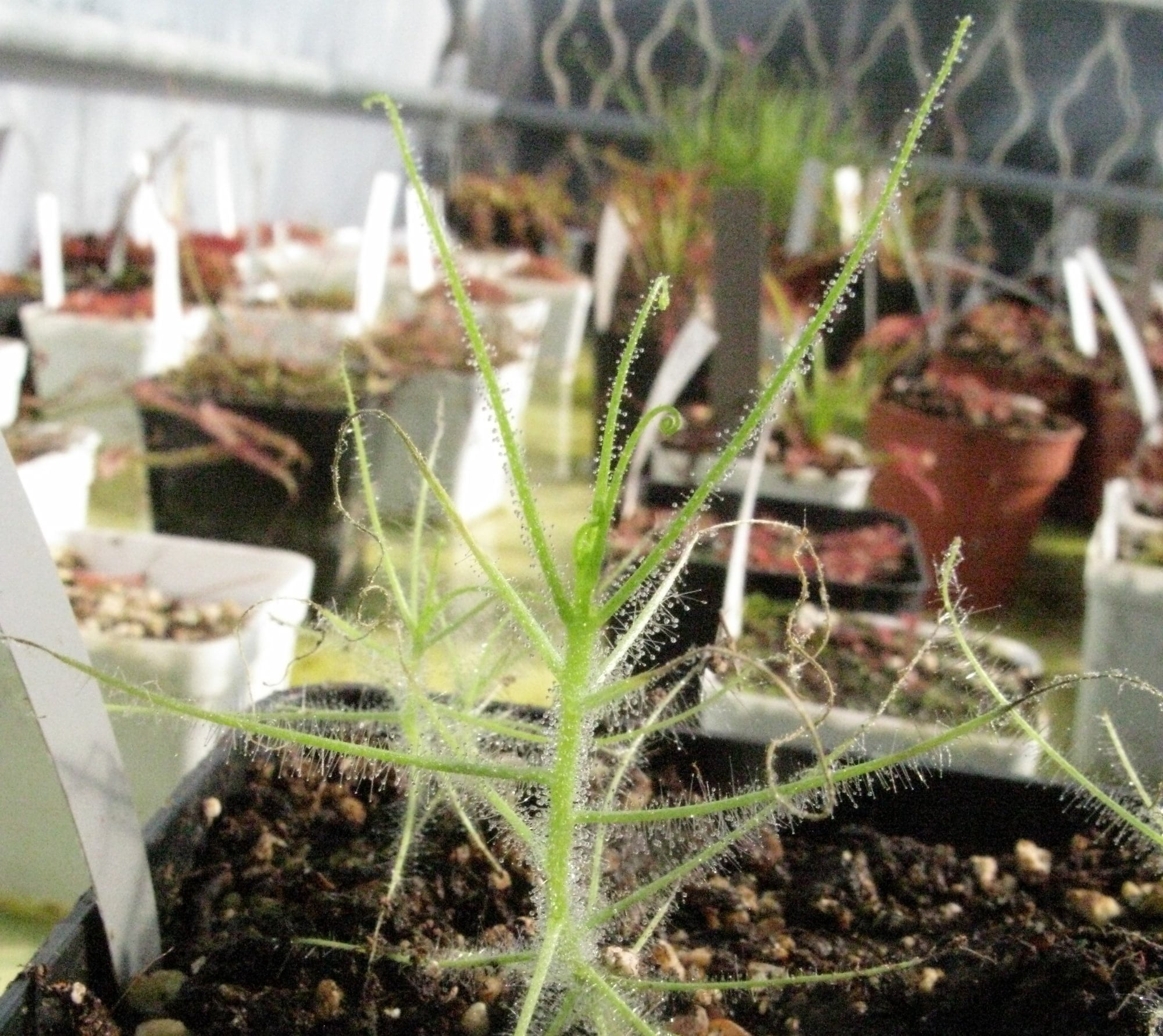 byblis filifolia