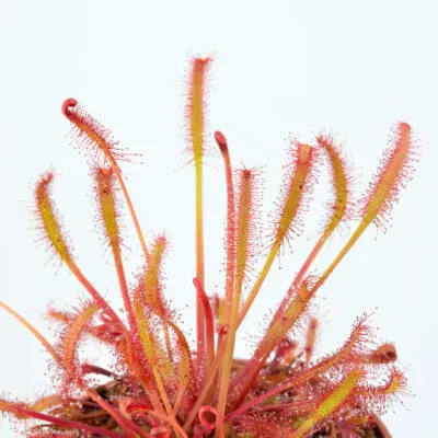 capensis "All Red"