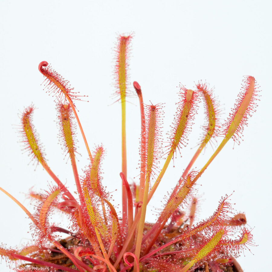 capensis "All Red"