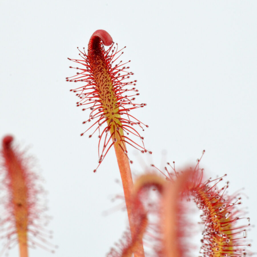 capensis "All Red"