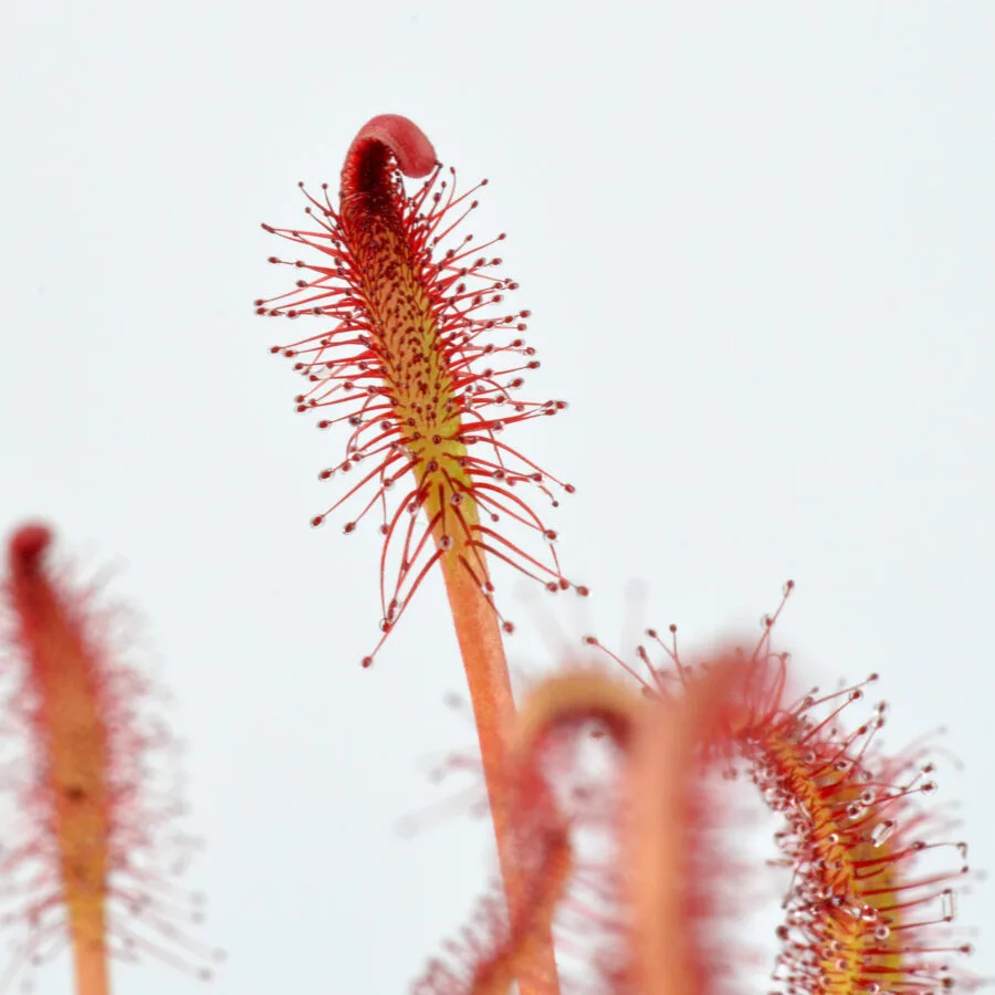 capensis "All Red"