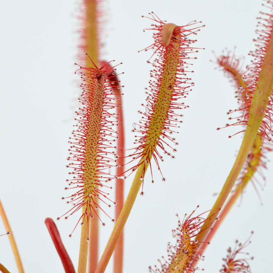 capensis "All Red"