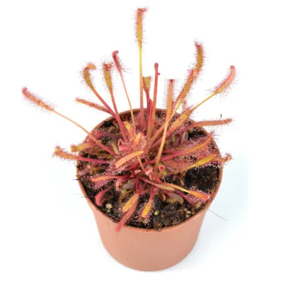 capensis "All Red"