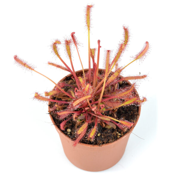 capensis "All Red"