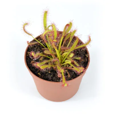 Drosera capensis [Ceres, Republic of South Africa]