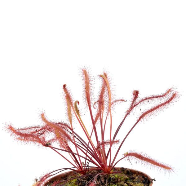 Drosera capensis "Dark Maroon" [Republic of South Africa]