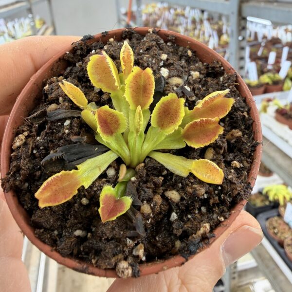 Dionaea muscipula Carboni Fused