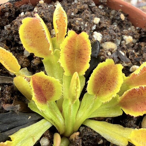 Dionaea muscipula Carboni Fused