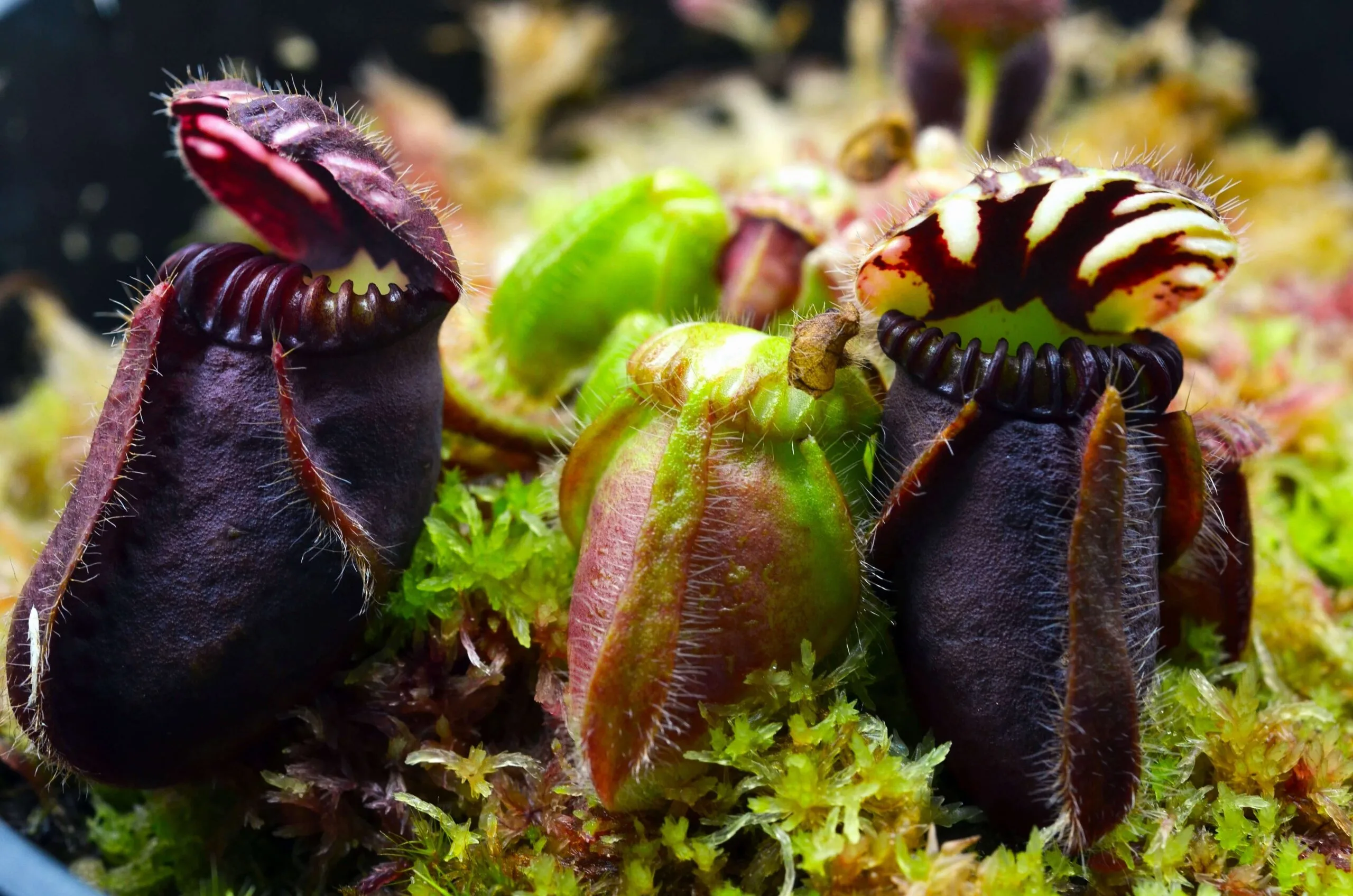 Cephalotus follicularis ”Black form” BCP ・食虫植物・観葉植物