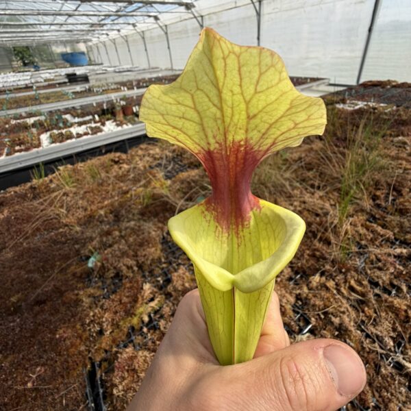 CrimsonKingDFH146 Sarracenia x “Crimson King” DFH146