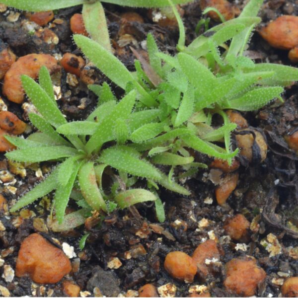 Pinguicula medusina