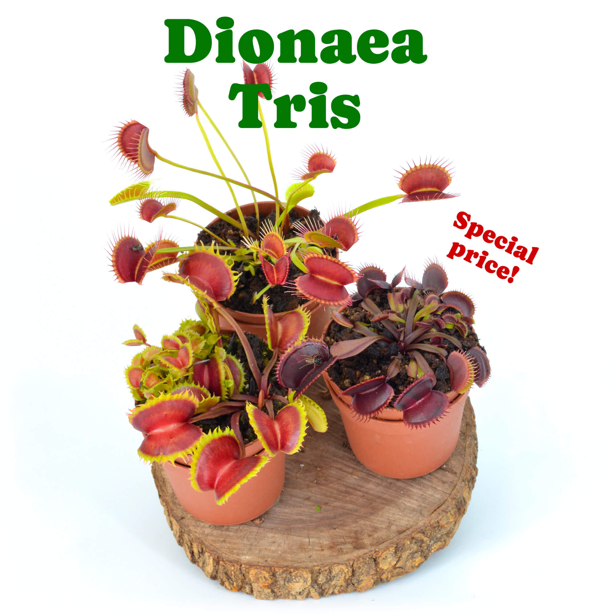 Dionaea trio