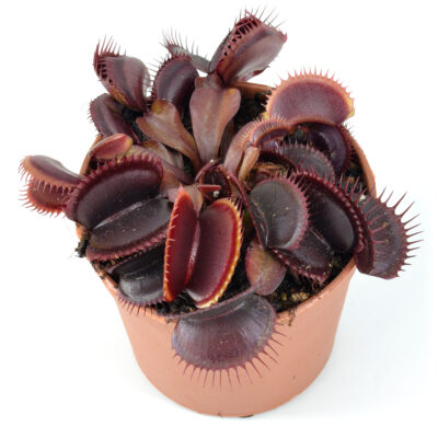 Dionaea muscipula all red