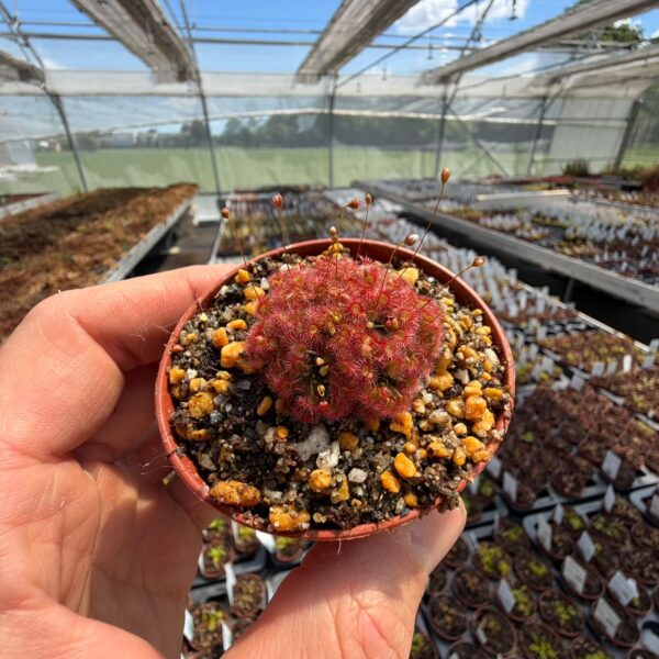 drosera badgerupi