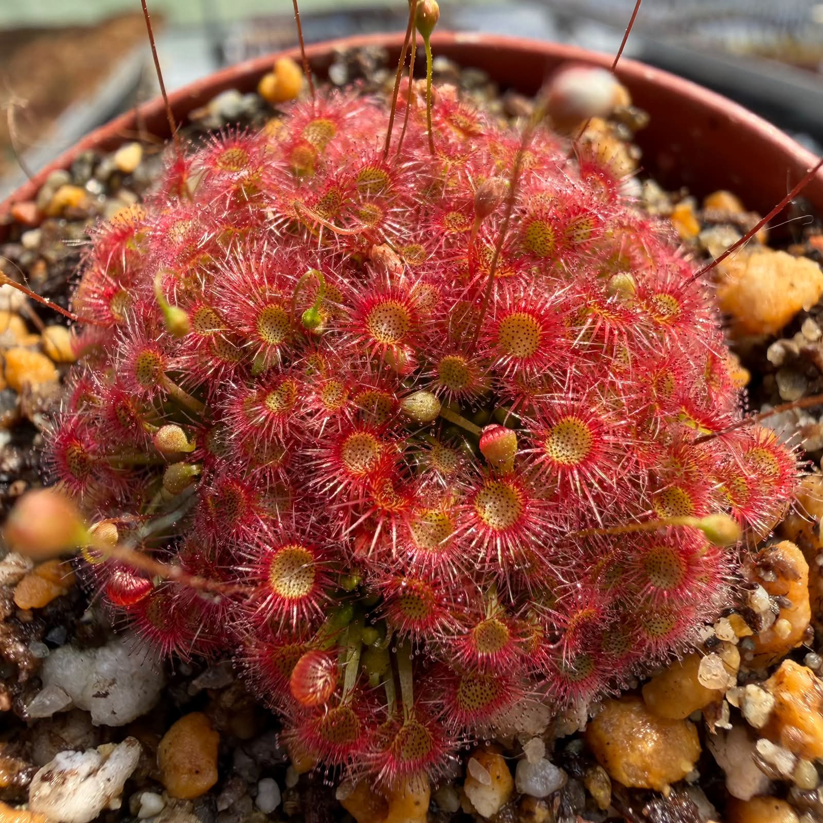 drosera badgerupi