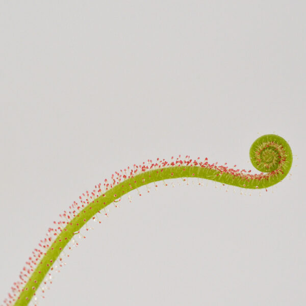 filiformis