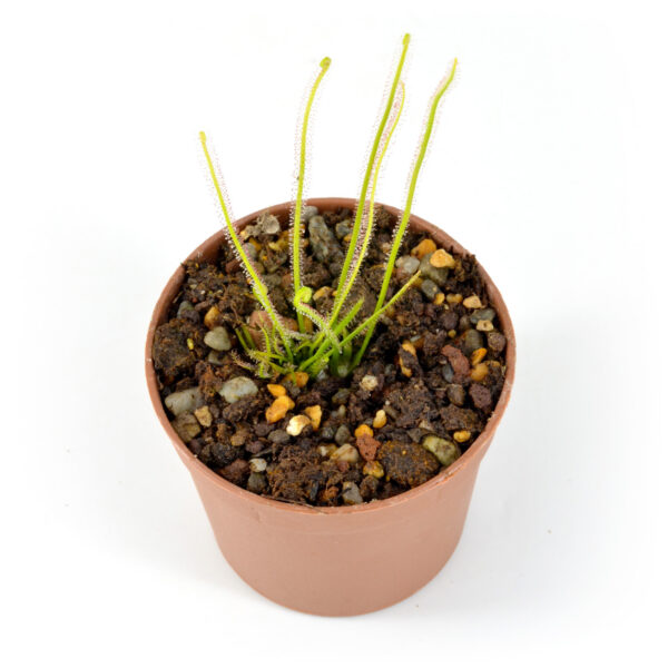 filiformis