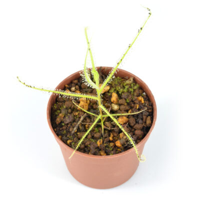Drosera finlaysoniana