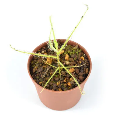 Drosera finlaysoniana