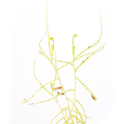 Drosera finlaysoniana