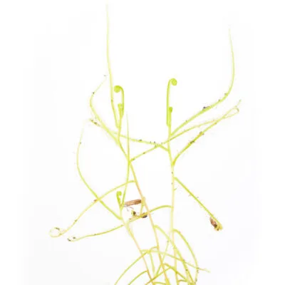 Drosera finlaysoniana