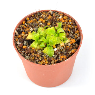 fiorii DSC_0366 fiorii