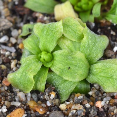 Medusina x Monctezumae