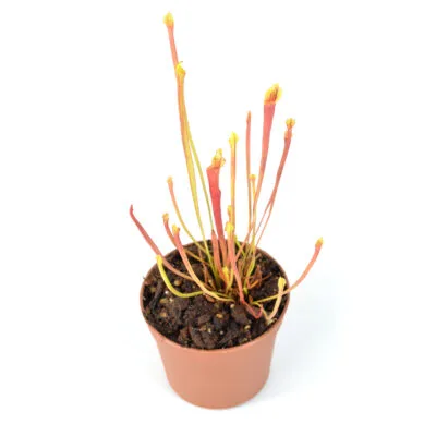flava var. rubricorpora 'Claret' F25C MK x self DFR4