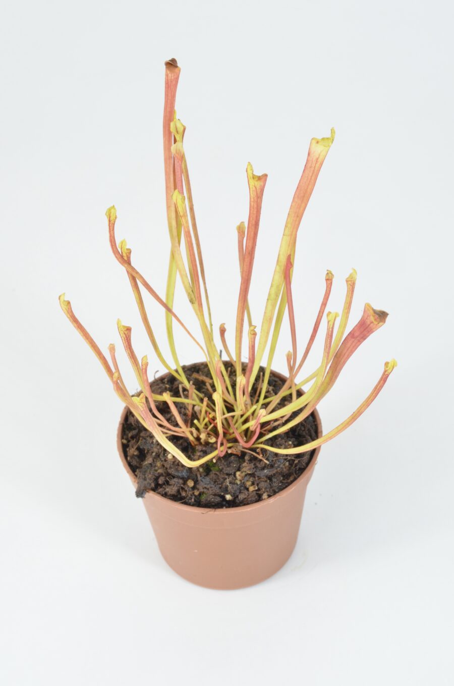 Sarracenia flava var. rubricorpora lidless #14 DFR4 - Image 2