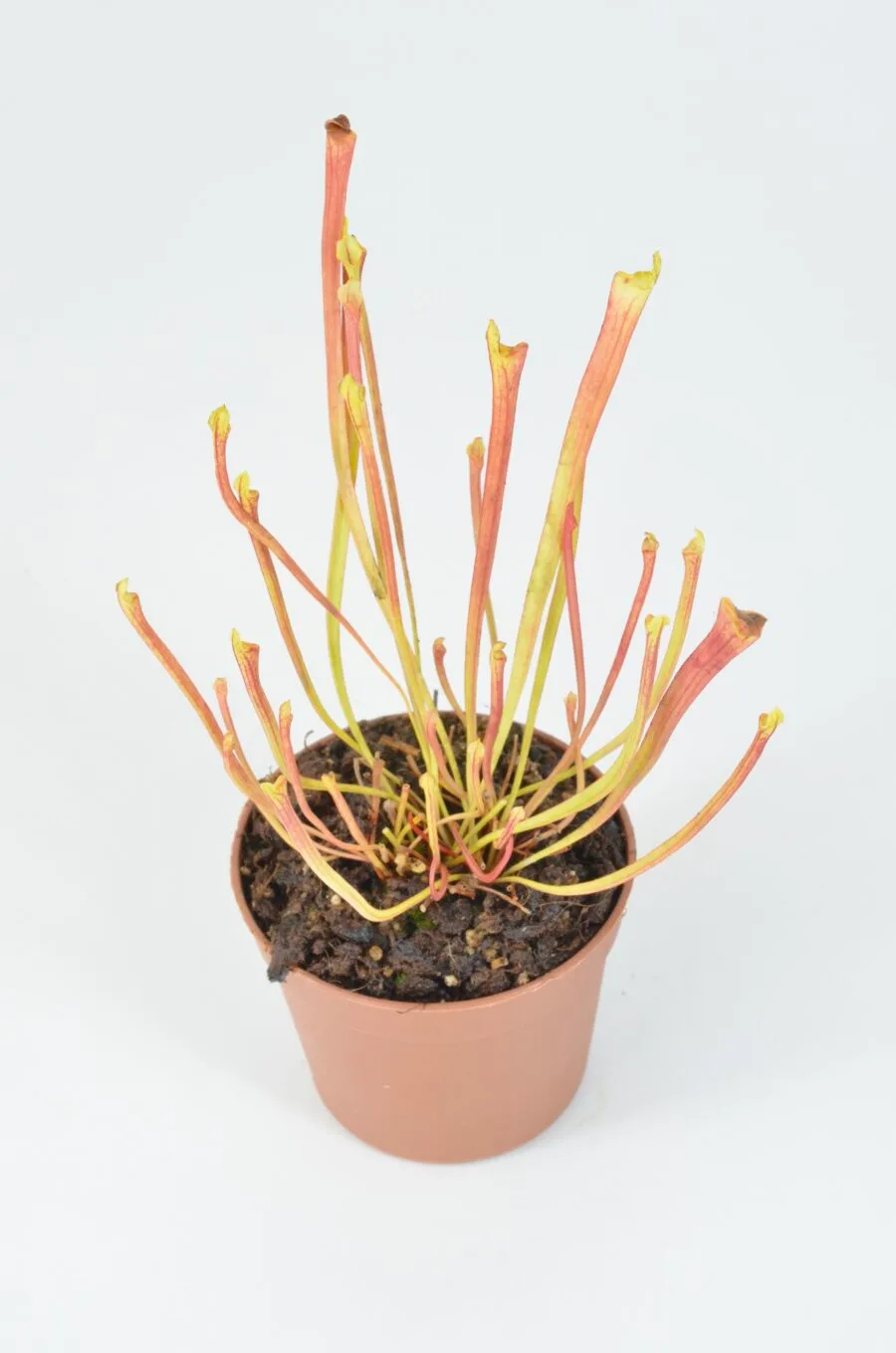 Sarracenia flava var. rubricorpora lidless #14 DFR4 – Image 2