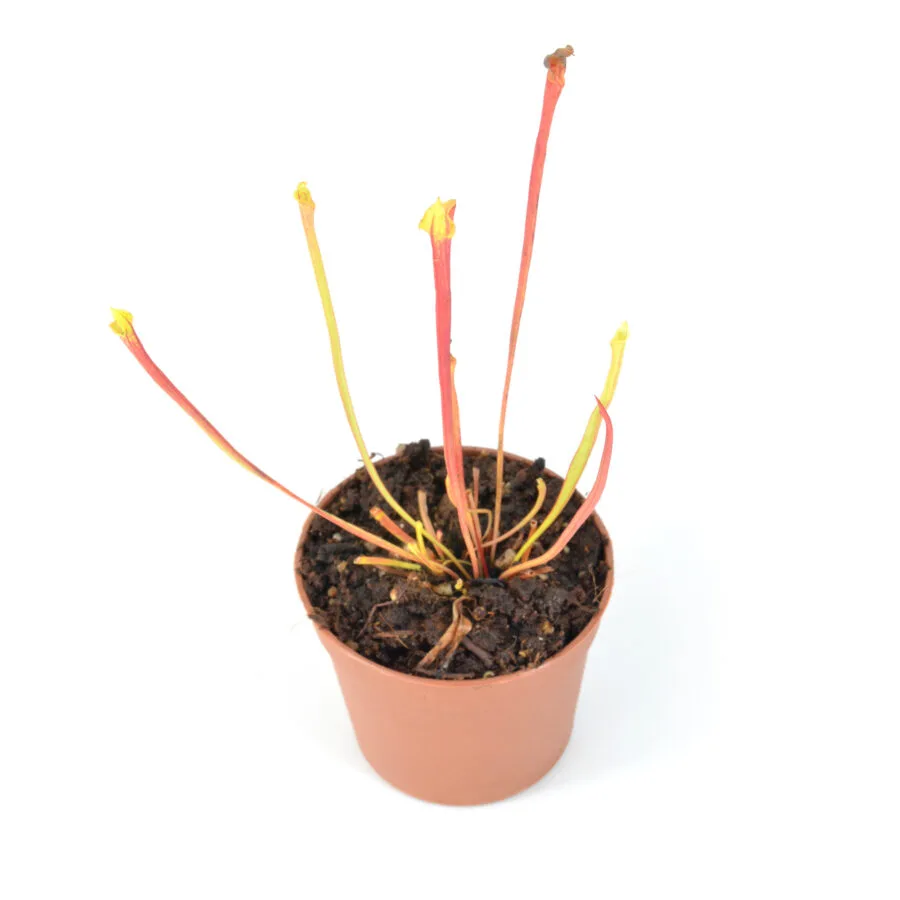 Sarracenia flava var. rubricorpora lidless #7 DFR8 - immagine 2
