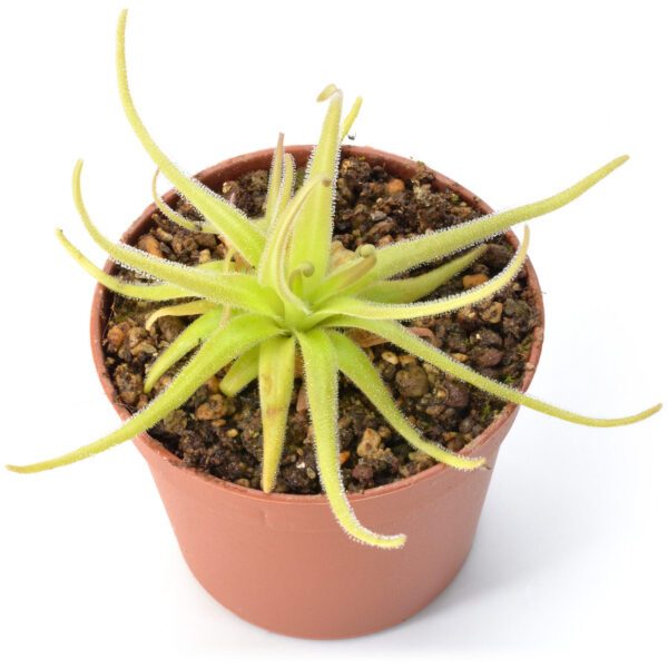 Pinguicula gypsicola