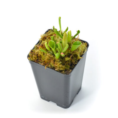 heliamphora minor