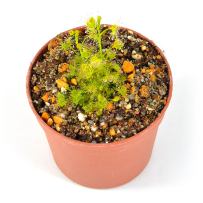 hookeri “Green Hawe” DSC_1034 hookeri "Green Hawe"