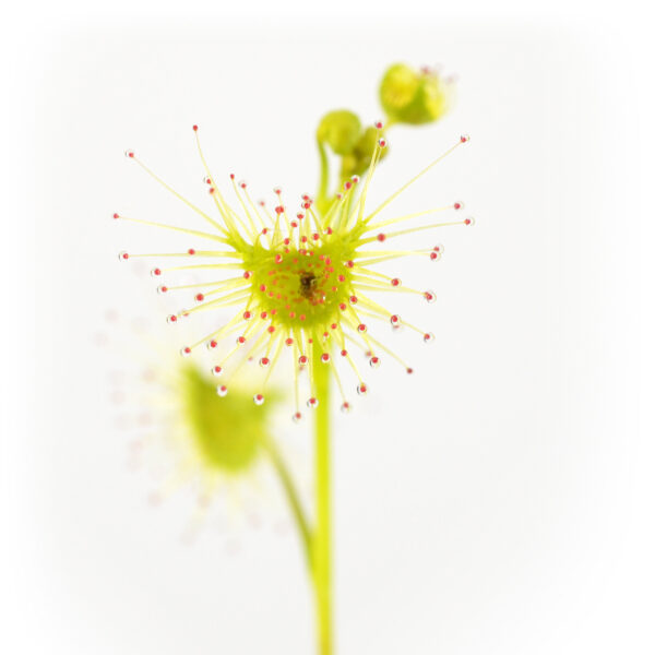 hookeri "Green Hawe"