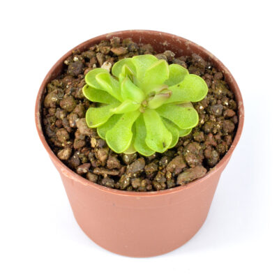 jaumavensis DSC_0130 Pinguicula jaumavensis