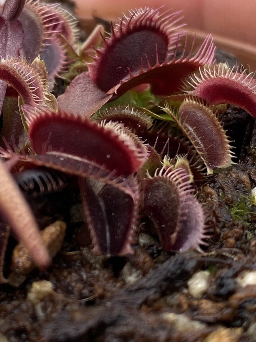 Dionaea Muscipula "Jolly Joker" – Bild 7